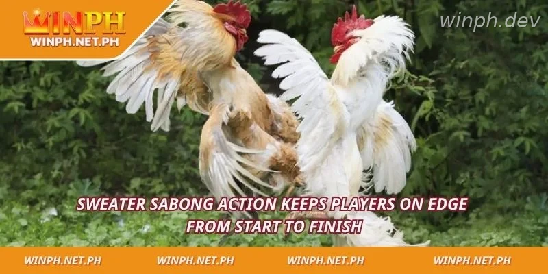 Sweater Sabong action keeps players on edge from start to finish
